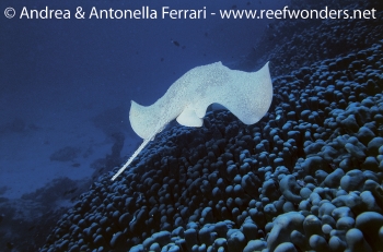  Urogymnus asperrimus (Porcupine Ray)